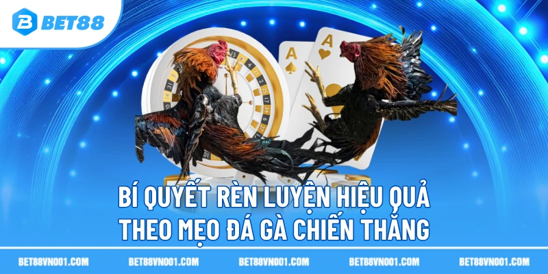 Bí quyết rèn luyện hiệu quả theo mẹo đá gà chiến thắng